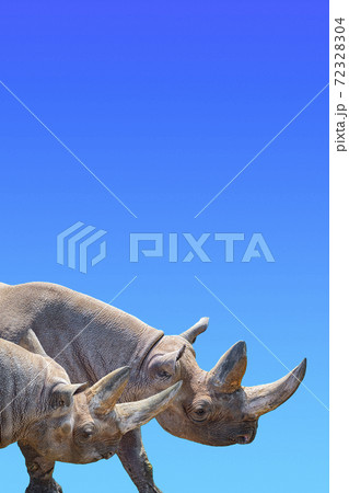 Cover page with two huge and old African rhinos with big horns at gradient blue sky background with copy space for text, closeup, details. Cover page with two huge and old African rhinos with big horns at gradient blue sky background with copy space for text, closeup, details. 72328304