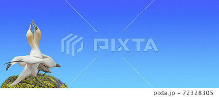Banner with two beautiful North Atlantic gannet birds dancing a love dance at blue sky gradient background with copy space for text, closeup, details. Love and glamour concept. Banner with two beautiful North Atlantic gannet birds dancing a love dance at blue sky gradient background with copy space for text, closeup, details. Love and glamour concept. 72328305