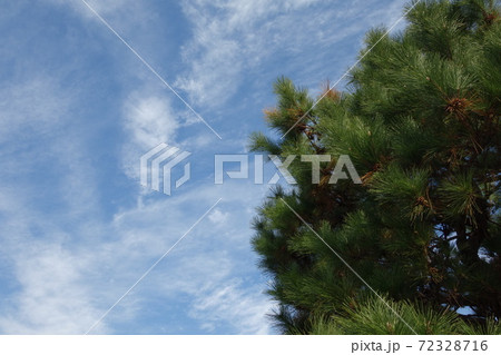 空と松 空と松 72328716