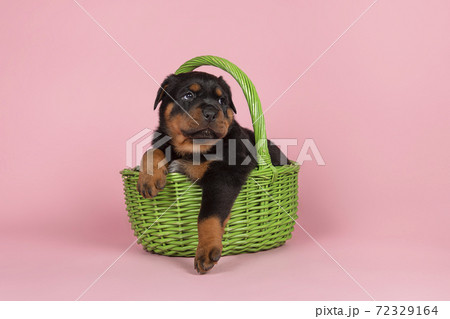 ute young rottweiler puppy sitting in a green basket on a pink background 72329164