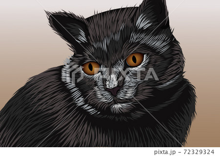 Black cat with brown eyes looking away. Realistic hand drawing Black cat with brown eyes looking away. Realistic hand drawing 72329324