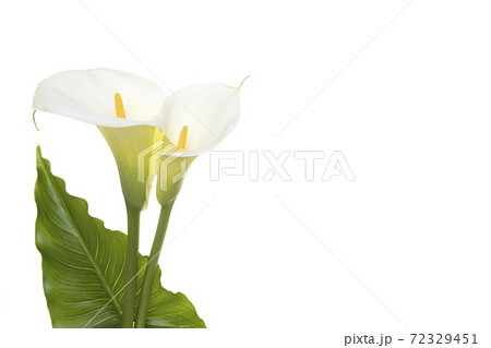 Two blooming cala lilly flowers with green leaf isolated on a white background Two blooming cala lilly flowers with green leaf isolated on a white background 72329451