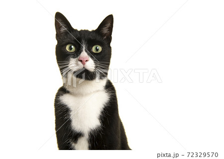 Portrait of a pretty black and white cat looking at the camera isolated on a white background 72329570