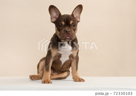 Adorable sitting french bulldog puppy looking at the camera with its tongue sticking out on a cream colored background Adorable sitting french bulldog puppy looking at the camera with its tongue sticking out on a cream colored background 72330103