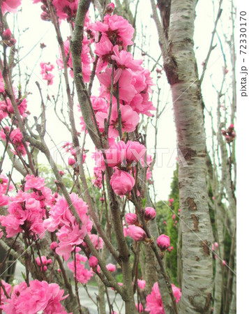 満開の照手桃 72330170