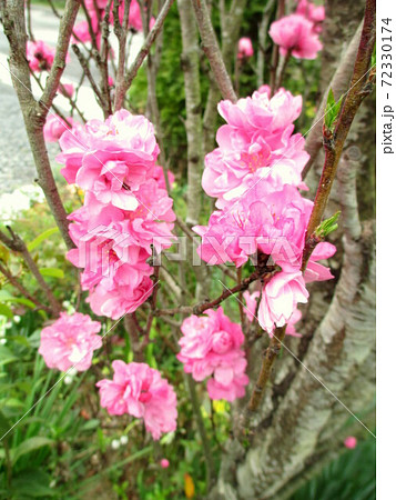 満開の照手桃 満開の照手桃 72330174