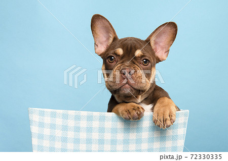 Portrait a cute french bulldog looking at the camera and hanging over a blue basket on a blue background with its paws over the edge of the basket Portrait a cute french bulldog looking at the camera and hanging over a blue basket on a blue background with its paws over the edge of the basket 72330335