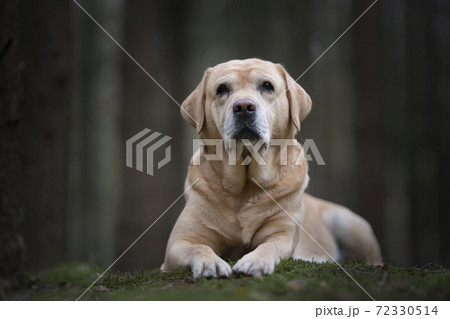 Pretty yellow labrador retriever lying down looking at the camera in a dark forest with trees in the background Pretty yellow labrador retriever lying down looking at the camera in a dark forest with trees in the background 72330514