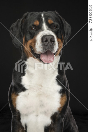 Portrait of a Greater Swiss Mountain dog on a black background Portrait of a Greater Swiss Mountain dog on a black background 72330619