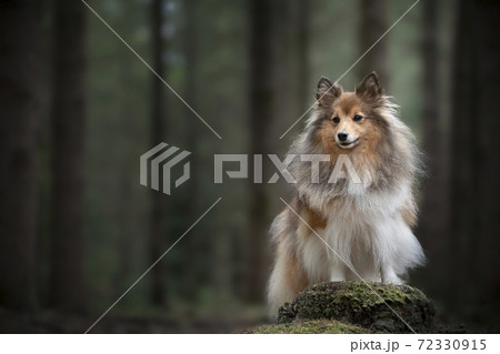 Cute shetland sheepdog standing on a tree trunk in a forest Cute shetland sheepdog standing on a tree trunk in a forest 72330915