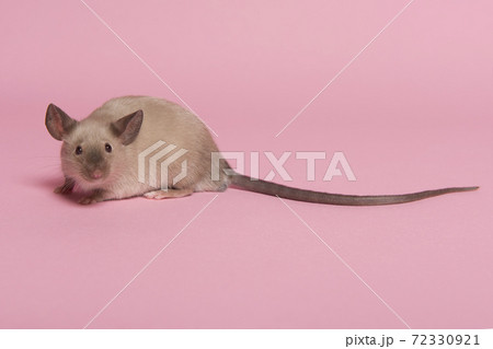 Cute tame house mouse with long tail seen from the side on a pink background Cute tame house mouse with long tail seen from the side on a pink background 72330921
