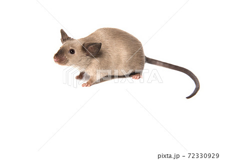 Cute tame house mouse isolated on a white background seen from the side 72330929