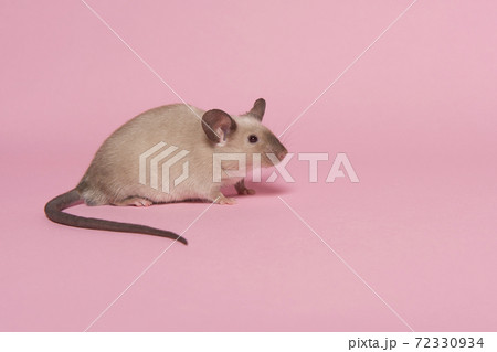 Cute tame house mouse seen from the side on a pink background 72330934