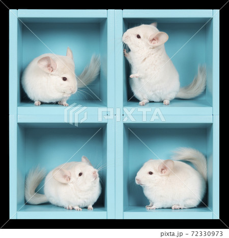 Chinchilla box outlet