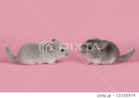 Two cute gray baby chinchillas seen from the side walking towards each other on a pink background 72330974