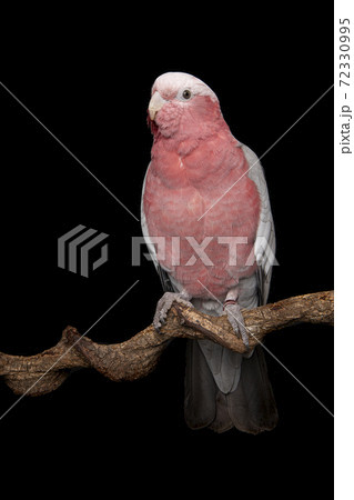 Pretty pink galah cockatoo, seen from the front on a branch on a black background Pretty pink galah cockatoo, seen from the front on a branch on a black background 72330995