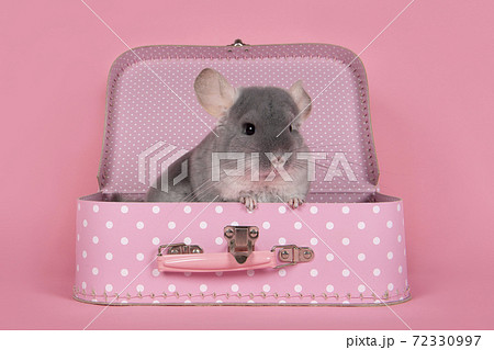 Cute grey chinchilla sitting in a pink suitcase on a pink background 72330997