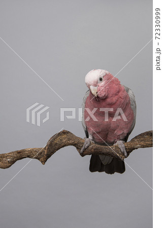 Pretty pink galah cockatoo, seen from the front on a branch on a grey background leaning forwards towards the camera 72330999
