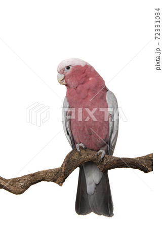Pretty pink galah cockatoo sitting on a branch isolated on a white background Pretty pink galah cockatoo sitting on a branch isolated on a white background 72331034