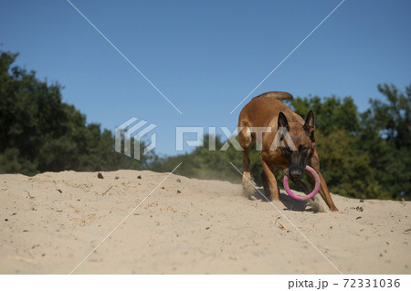 Belgian shepherd running with a toy in its mouth in sand dunes on a sunny day with clear sky Belgian shepherd running with a toy in its mouth in sand dunes on a sunny day with clear sky 72331036
