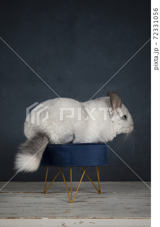 Cute white chinchilla seen from the side on aの写真素材