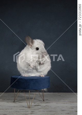 Cute white chinchilla seen from the front on aの写真素材