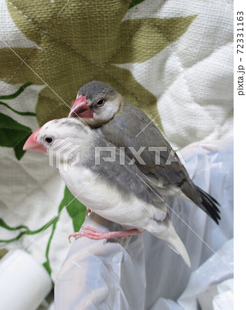 寄り添う白文鳥と桜文鳥のヒナの写真素材