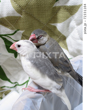 寄り添う白文鳥と桜文鳥のヒナの写真素材