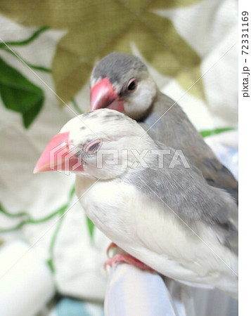 寄り添う白文鳥と桜文鳥のヒナの写真素材