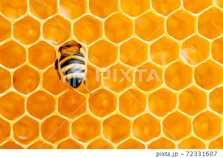 Macro photo of working bees on honeycombs. Beekeeping and honey production image Macro photo of working bees on honeycombs. Beekeeping and honey production image 72331607