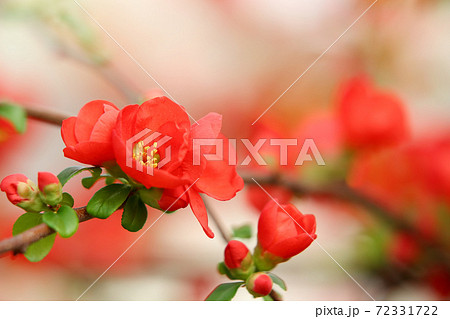 春の花 花 赤い花 ボケの写真素材