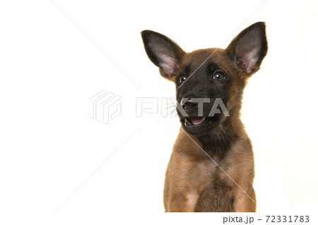 Portrait of a belgian shepherd or Malinois dog puppy looking at the camera with its mouth open as if its speaking on a white background Portrait of a belgian shepherd or Malinois dog puppy looking at the camera with its mouth open as if its speaking on a white background 72331783