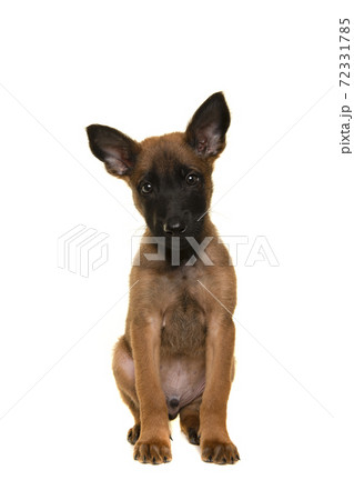 Belgian shepherd or Malinois dog puppy looking at the camera sitting on a white background Belgian shepherd or Malinois dog puppy looking at the camera sitting on a white background 72331785