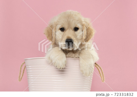 Cute golden retriever puppy hanging in a pink basket with its paws over the edge  looking at the camera on a pink background 72331832
