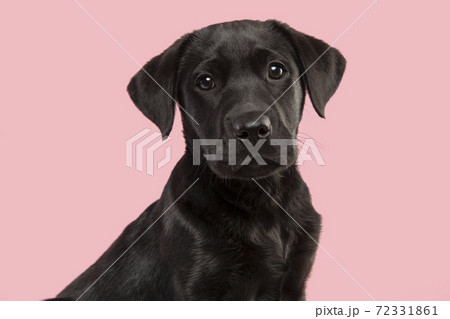 Portrait of a cute black labrador retriever puppy looking at the camera on a pink background Portrait of a cute black labrador retriever puppy looking at the camera on a pink background 72331861