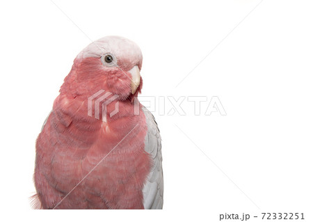 Portrait of a pretty pink galah cockatoo isolated on a white background Portrait of a pretty pink galah cockatoo isolated on a white background 72332251