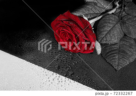 A bouquet of roses for the holiday. Women's day, Valentine's Day, name day. On a dark background with reflection. Copy space 72332267