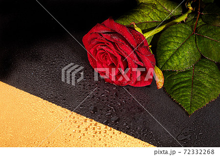 A bouquet of roses for the holiday. Women's day, Valentine's Day, name day. On a dark background with reflection. Copy space 72332268