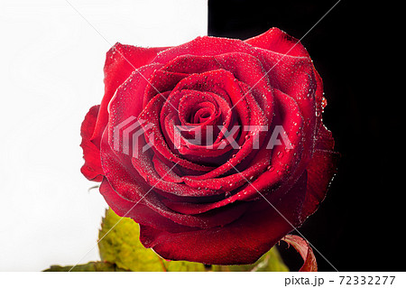 A bouquet of roses for the holiday. Women's day, Valentine's Day, name day. On a dark background with reflection. Copy space A bouquet of roses for the holiday. Women's day, Valentine's Day, name day. On a dark background with reflection. Copy space 72332277