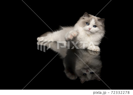 Pretty ragdoll cat with blue eyes lying down looking at the reaching to the camera with his paw on a black background with reflection Pretty ragdoll cat with blue eyes lying down looking at the reaching to the camera with his paw on a black background with reflection 72332278