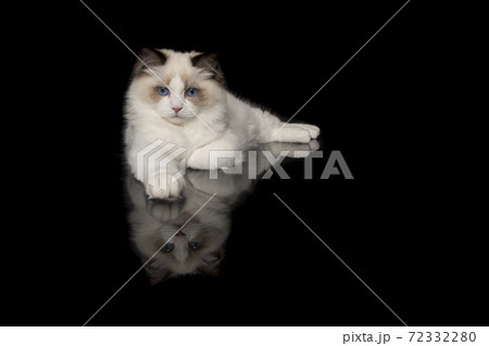 Pretty ragdoll cat with blue eyes lying down looking at the camera seen from the front on a black background with reflection 72332280