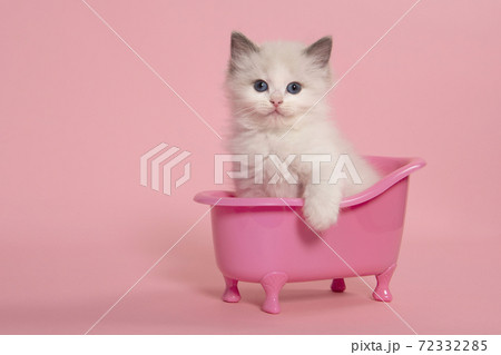 Cute ragdoll cat kitten sitting in a pink bathtub on a pink background looking at the camera with its paw over the edge over the bathtub 72332285