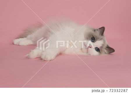 Relaxed Ragdoll cat lying down with blue eyes looking  at the camera on a pink background 72332287