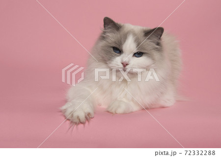 Ragdoll cat lying down with blue eyes looking  at the camera on a pink background 72332288