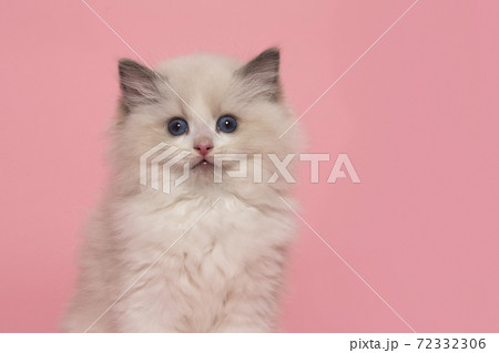 Portrait of a cute ragdoll kitten with blue eyes looking at the camera on a pink background seen from the front Portrait of a cute ragdoll kitten with blue eyes looking at the camera on a pink background seen from the front 72332306