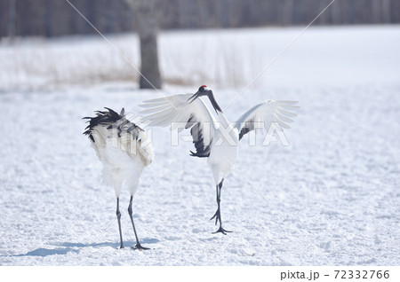 タンチョウのダンス(北海道・鶴居) タンチョウのダンス(北海道・鶴居) 72332766