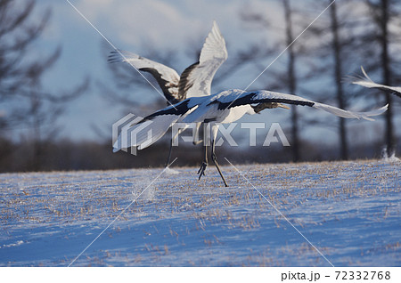 タンチョウ家族の飛び立ち（北海道・鶴居） 72332768