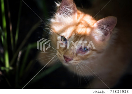 yellow ginger kitten by top view at grass field yellow ginger kitten by top view at grass field 72332938
