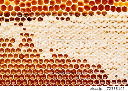 Background texture and pattern of a section of wax honeycomb from a bee hive filled with golden honey i Background texture and pattern of a section of wax honeycomb from a bee hive filled with golden honey i 72333105