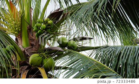 Tropical coconut tree with fruits growing on the tree. Tropical coconut tree with fruits growing on the tree. 72333486